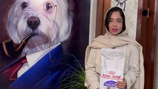 معرفی غذای گربه عقیم شده (استرلایز) رویال کنین