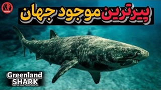 کوسه گرینلند، پیرترین موجود زنده ｜ موجودی با عمر ۵۰۰ ساله