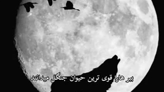 یک متن بسیار زیبا از گرگ
