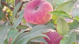 میوه هلو انجیری پلنگی