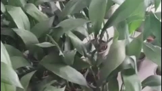 گرین وال طبیعی فضای خارجی، اجرای دیوار سبز منطقه رویان 4