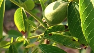 باردهی نهال دو ساله چندلر