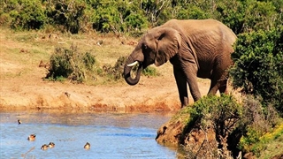 مرگبارترین حیوانات آفریقا ｜ مستند حیات وحش دوبله فارسی