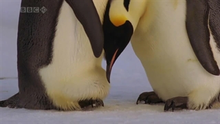 حیات وحش (زندگی پنگوئن ها) _ آرتا تی وی