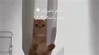 "دلکم دلبرکم"