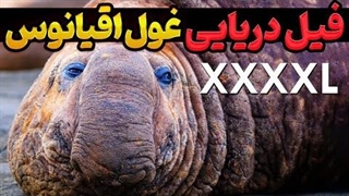 فیل دریایی： راز گریه های عجیب غول اقیانوس‌ها ｜ افسانه های باورنکردنی درباره فیل های دریایی