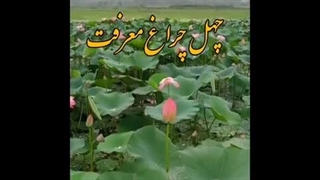 چهلچراغ معرفت