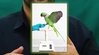 تشخیص بیماری پرنده قبل از نشان دادن علائم / کلینیک پرندگان میاندوآب