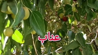 عناب