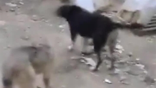 آموزش رفتاری سگ / کلینیک حیوانات خانگی میاندوآب