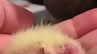 طنز عروس هلندی / کلینیک پرندگان زینتی میاندوآب