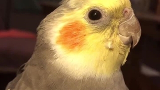 دکتر دیدی خوب شدم! / طنز عروس هلندی / دامپزشکی میاندوآب