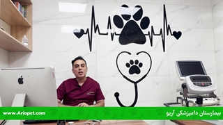 نکات مهم برای خرید غذا و تغذیه سگ و گربه