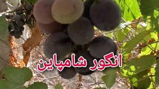 انگور شامپاین