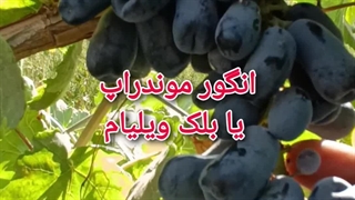 انگور بلک ویلیام یا موندراپ یا سوییت شاپر