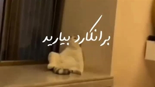 ʕ – ᴥ – ʔ