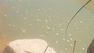 ماهیگیری در رودخانه و صید قزل آلا در برنامه آموزشی و گردشگری گروه کولی