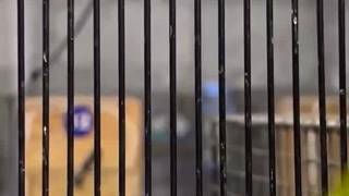 طنز طوطی برزیلی / دامپزشک طوطی برزیلی میاندوآب