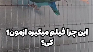 طوطی خنده دار / کلینیک پرندگان میاندوآب