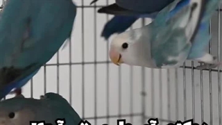 طوطی برزیلی خنده دار / دامپزشک پرندگان در میاندوآب