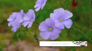 خواص و طرز تهیه دمنوش تخم کتان