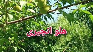 هلو انجیری