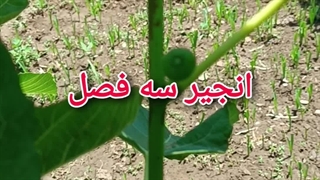 انجیر سه فصل
