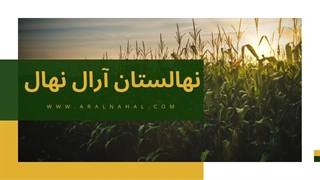 خرید نهال بادام