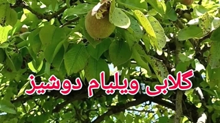 گلابی ویلیام دوشیز
