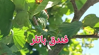 نهال فندق باتلر