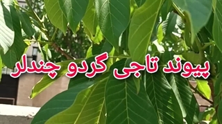 پیوند تاجی گردو چندلر