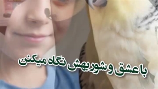 عروس هلندی و بچه / دامپزشک عروس هلندی کلینیک میاندوآب