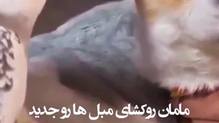 طنز سگ و پرنده / دامپزشک حیوانات خانگی میاندوآب