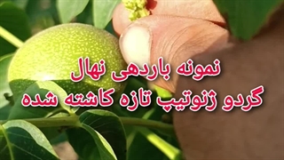 باردهی گردو ژنوتیپ یکسال کاشته شده