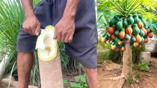 کلید پریدن پاپایا