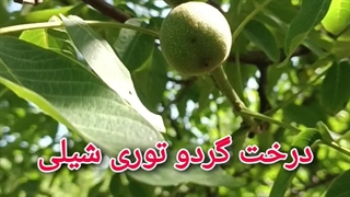 درخت گردو توری شیلی