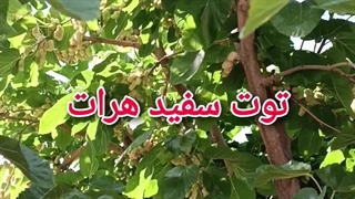 توت سفید هرات