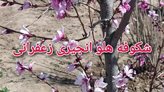 شکوفه دهی هلو انجیری زعفرانی