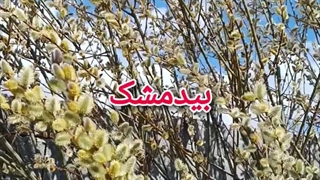 نهال بیدمشک