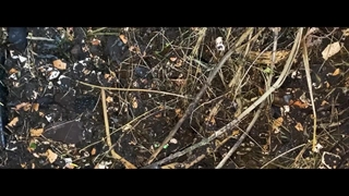 کمپوست چیست؟