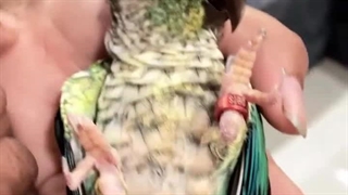 گرین چیک جوگیر / دامپزشک پرندگان در میاندوآب