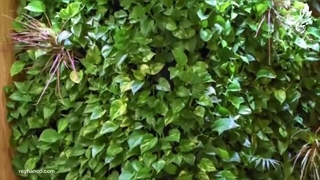 اجرای گرین وال طبیعی منزل مسکونی - دیوار سبز طبیعی 14 #گرین_وال