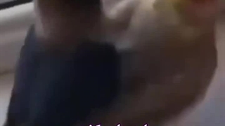 عروس هلندی خنده دار! / دامپزشک عروس هلندی در میاندوآب