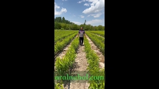 خرید نهال میوه