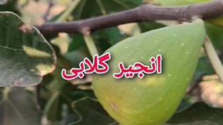 انجیر گلابی
