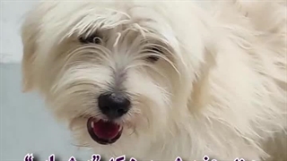 نجات سگ از مرگ در میاندوآب / کلینیک حیوانات خانگی دکتر محمدزاده