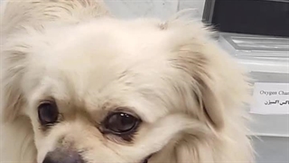 آرایش و اصلاح دنی کوچولو / آرایش سگ در میاندوآب