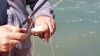 صید زردک به روش فلای در اجرای تور گردشگری و آموزشی گروه کولی