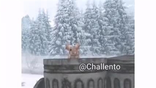 شرک سم