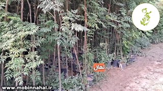 نهال زینتی زیتون تلخ